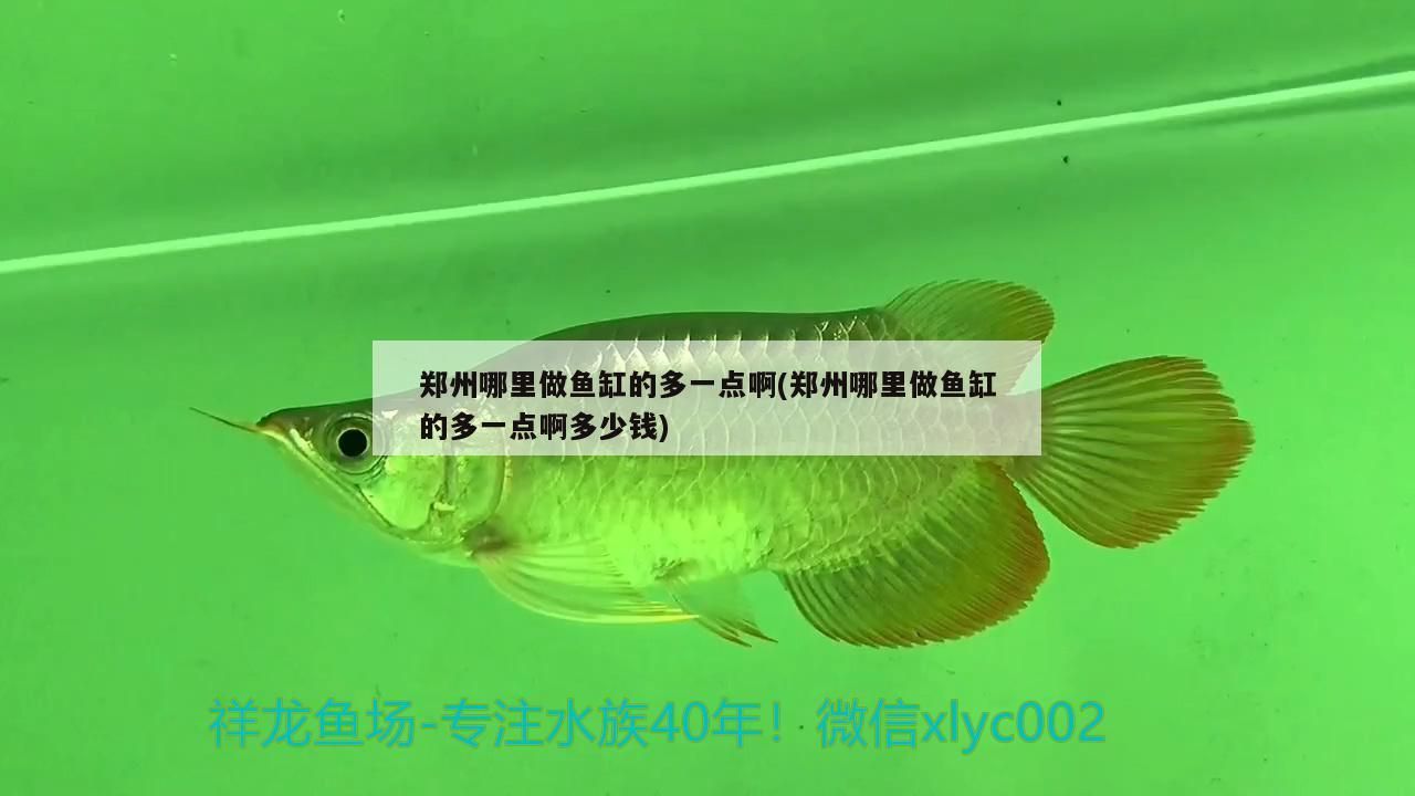 鄭州哪里做魚缸的多一點(diǎn)啊(鄭州哪里做魚缸的多一點(diǎn)啊多少錢)