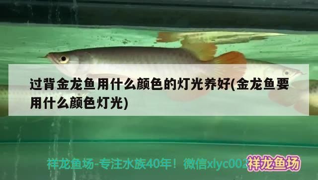 過背金龍魚用什么顏色的燈光養(yǎng)好(金龍魚要用什么顏色燈光)
