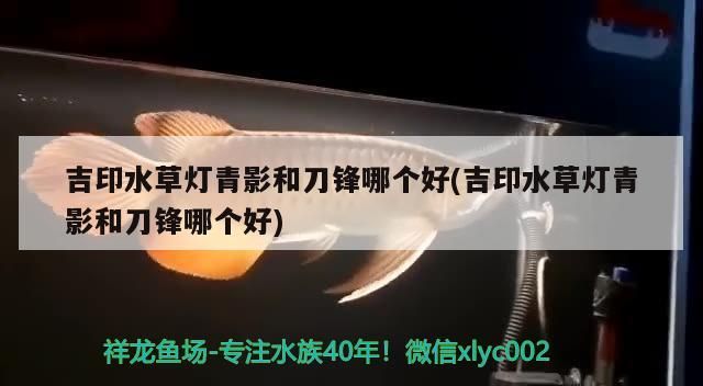 吉印水草燈青影和刀鋒哪個(gè)好(吉印水草燈青影和刀鋒哪個(gè)好)