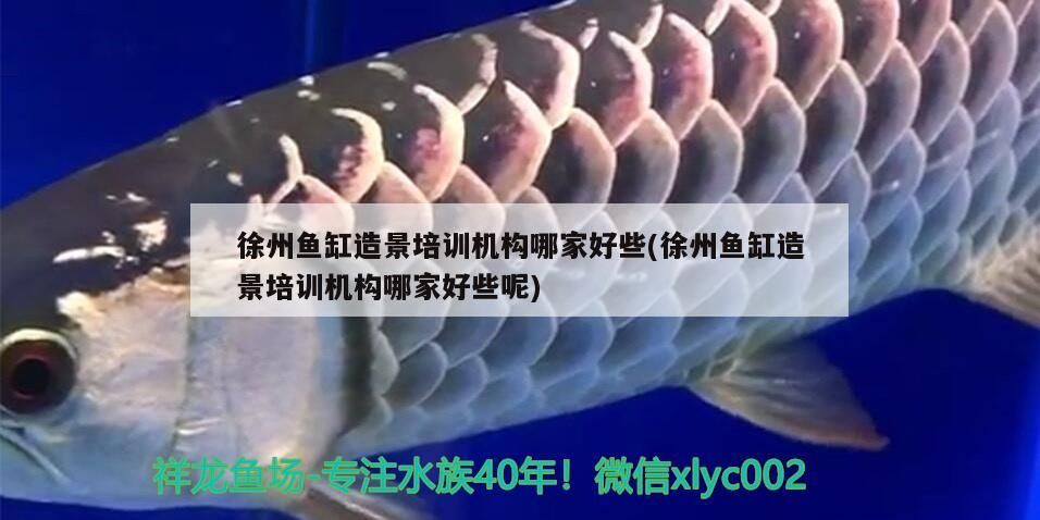 徐州魚缸造景培訓機構哪家好些(徐州魚缸造景培訓機構哪家好些呢)
