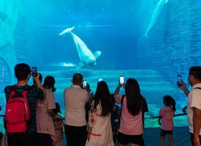 海南水族館哪個好（三亞亞特蘭蒂斯水族館門票價格蜈支洲島海洋館特色活動介紹）