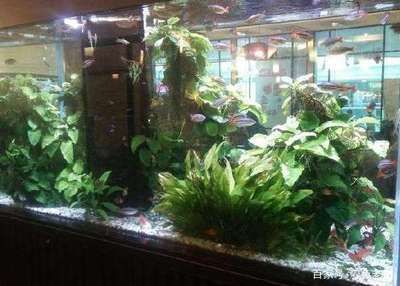 寵物魚觀賞魚怎么養（養殖觀賞魚的注意事項）