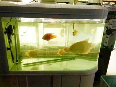 寵物魚觀賞魚怎么養（養殖觀賞魚的注意事項）