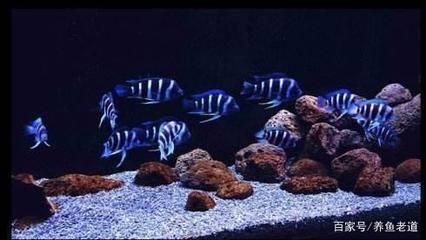 10大觀賞魚：孔雀花[需手動填充]孔雀花[需手動填充]孔雀花[需手動填充]孔雀花[需手動填充]孔雀花[需手動填充]孔雀花[需手動填充]