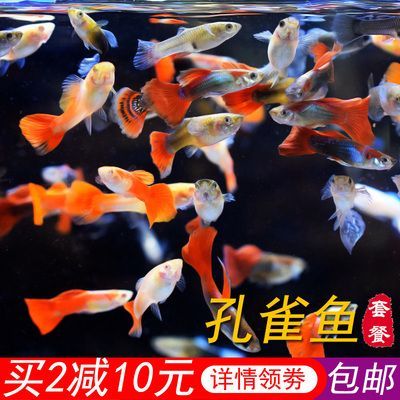 10大觀賞魚：孔雀花[需手動填充]孔雀花[需手動填充]孔雀花[需手動填充]孔雀花[需手動填充]孔雀花[需手動填充]孔雀花[需手動填充]