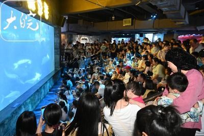30厘米的魚缸造景多少錢：30厘米魚缸造景價格