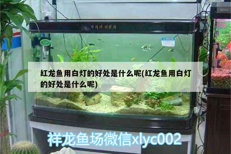 嘉興魚缸回收電話地址在哪里找（國內有哪些比較好的魚缸過濾器生產廠家）