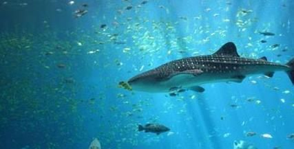 水族館建造費用多少錢：中小型水族館選址技巧有哪些水族館設備品牌推薦