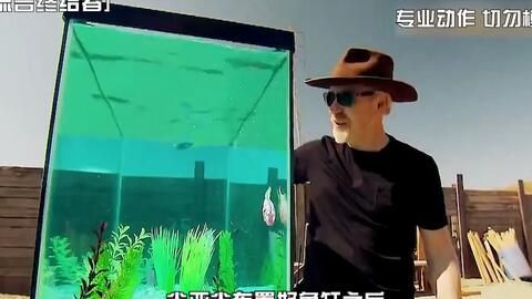魚缸大草原（魚缸大草原造景）