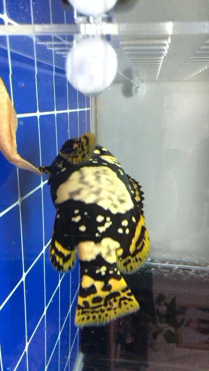臨夏州水族館黃得耀眼黑到沒朋友的二朗神
