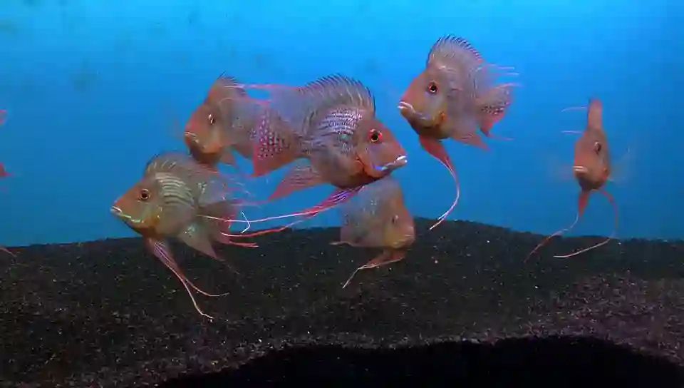 進口元寶鳳凰魚來之馬來西亞祥龍魚場：祥龍魚場中的元寶鳳凰魚，美麗兇猛，你愛了嗎？