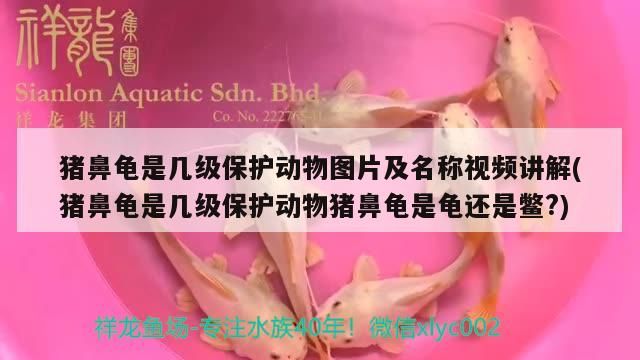 豬鼻龜是幾級保護動物圖片及名稱視頻講解(豬鼻龜是幾級保護動物豬鼻龜是龜還是鱉?)