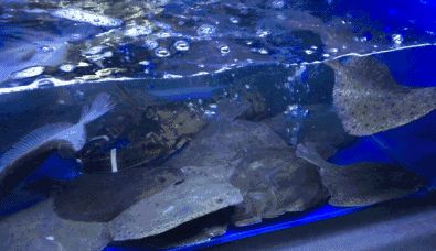 水族館生意好做嗎賺錢(qián)嗎現(xiàn)在（水族館生意是否好做以及能否盈利）