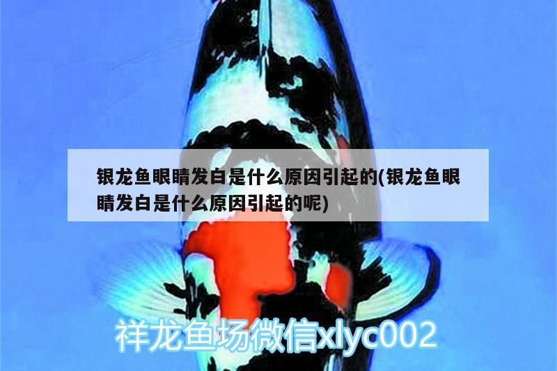 銀龍魚眼睛發白是什么原因引起的(銀龍魚眼睛發白是什么原因引起的呢)