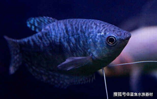 龍魚打架尾鰭裂開怎么辦vs祥龍魚場：祥龍魚場的龍魚品種介紹，龍魚尾鰭修復技巧