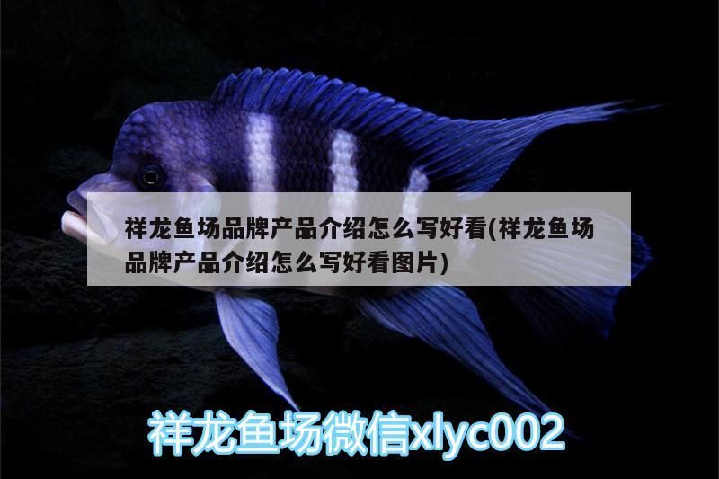 祥龍魚場品牌產品介紹怎么寫好看(祥龍魚場品牌產品介紹怎么寫好看圖片)