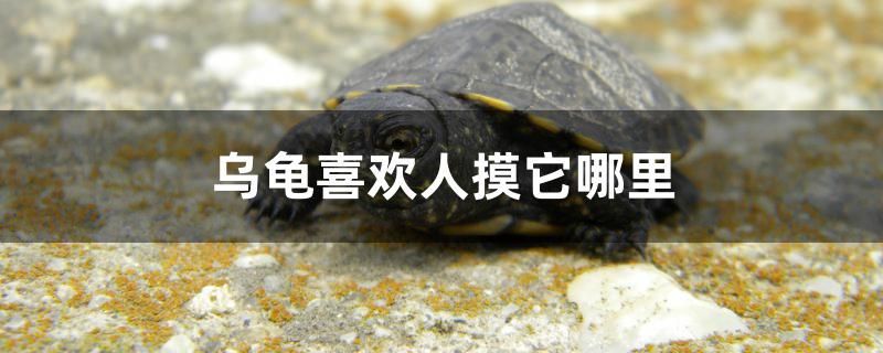 烏龜喜歡人摸它哪里 烏龜喜歡人摸它哪里 元寶鳳凰魚百科 第1張