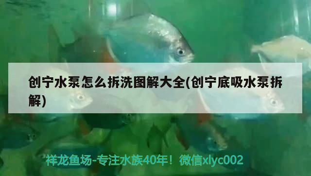創寧水泵怎么拆洗圖解大全(創寧底吸水泵拆解)