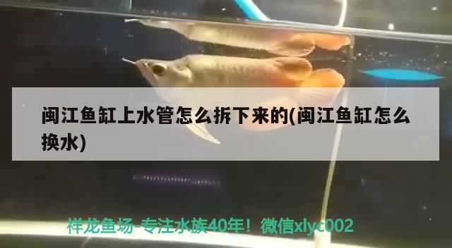 魚缸過濾器選購指南:自制魚缸過濾器魚缸上置過濾器對于養魚愛好者的必備知識 閩江魚缸上水管怎么拆下來的(閩江魚缸怎么換水) 黃金貓魚百科 閩江魚缸上水管怎么拆下來的(閩江魚缸怎么換水) 閩江魚缸上水管怎么拆下來的(閩江魚缸怎么換水) 黃金貓魚百科