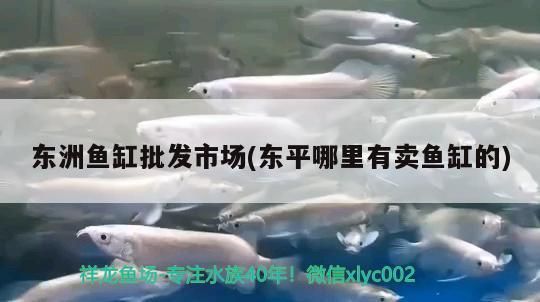 東洲魚缸批發市場(東平哪里有賣魚缸的)