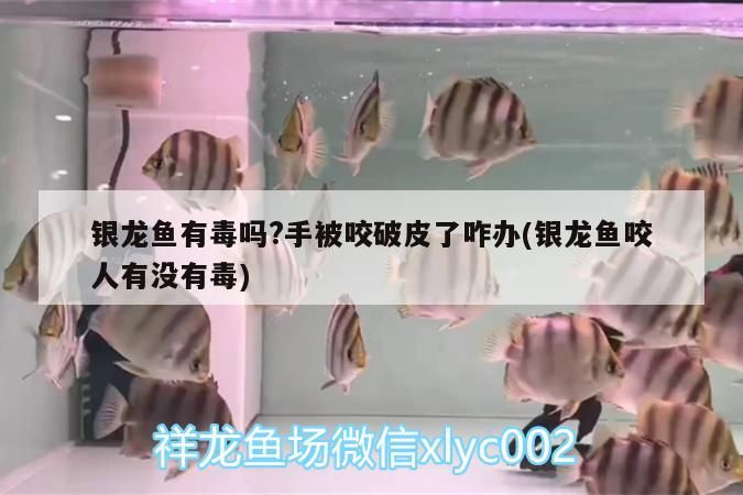 銀龍魚有毒嗎?手被咬破皮了咋辦(銀龍魚咬人有沒有毒)