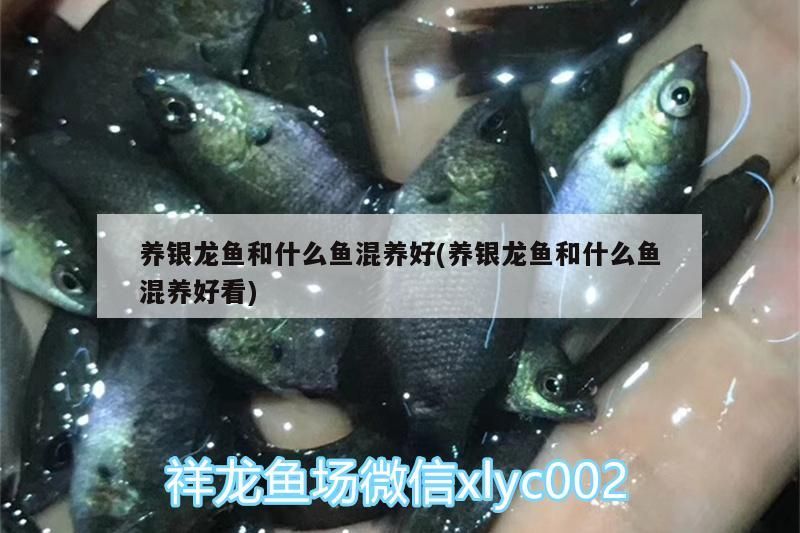 養(yǎng)銀龍魚和什么魚混養(yǎng)好(養(yǎng)銀龍魚和什么魚混養(yǎng)好看)