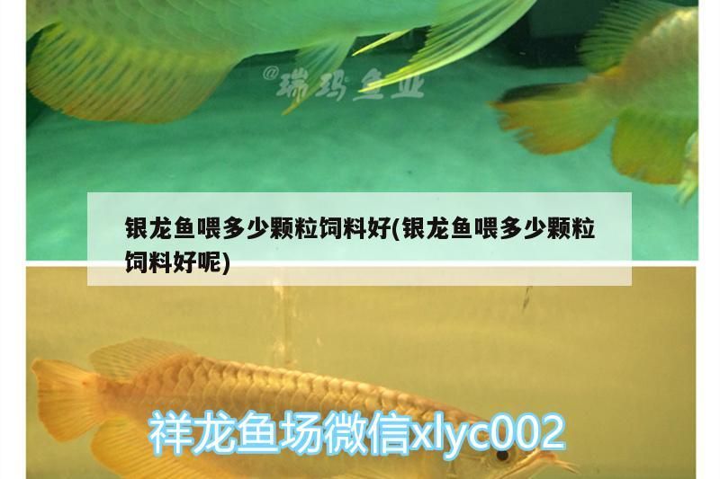 銀龍魚喂多少顆粒飼料好(銀龍魚喂多少顆粒飼料好呢)