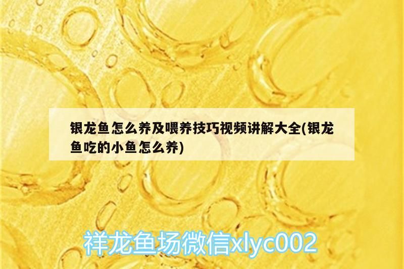 銀龍魚怎么養及喂養技巧視頻講解大全(銀龍魚吃的小魚怎么養)