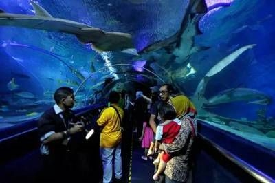 水族館是干什么的呢：水族館主要功能和作用