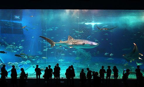 水族館裝修風格圖片（水族館裝修風格圖片展示）