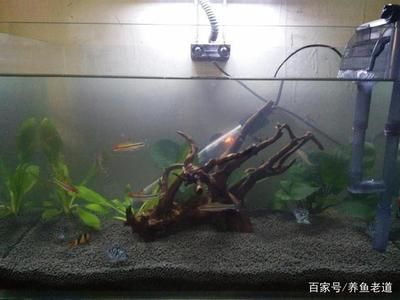 50的魚缸養多大的魚好看：50厘米的魚缸適合養什么魚