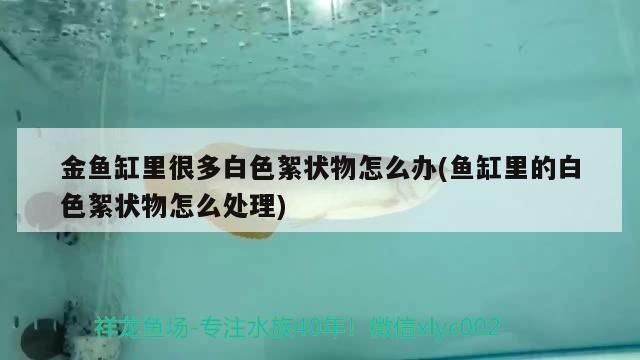 金魚缸里很多白色絮狀物怎么辦(魚缸里的白色絮狀物怎么處理) 金魚缸里很多白色絮狀物怎么辦(魚缸里的白色絮狀物怎么處理) 元寶鳳凰魚百科