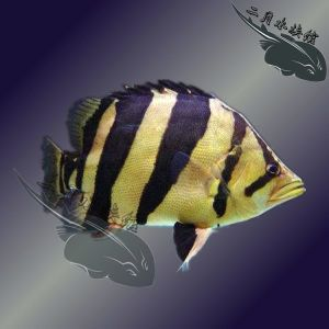 虎魚養(yǎng)幾條最好看圖片：虎魚養(yǎng)幾條最好看