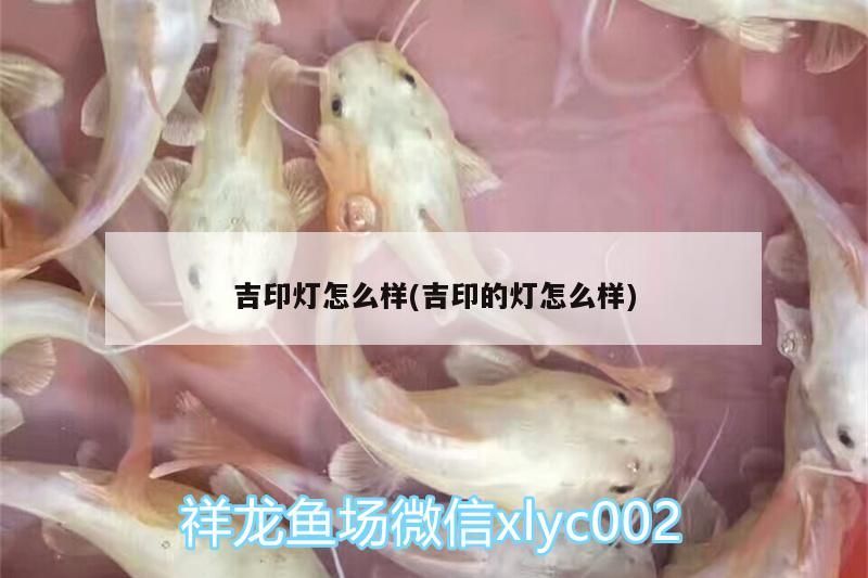 吉印燈怎么樣(吉印的燈怎么樣) 吉印燈怎么樣(吉印的燈怎么樣) 吉印水族