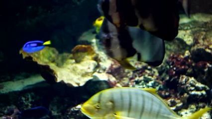 水族館里魚的種類圖片和介紹（水族館中常見的幾種魚類及其特點，水族館魚類及其特點）
