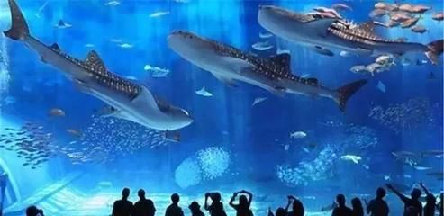 水族館里魚的種類圖片和介紹（水族館中常見的幾種魚類及其特點，水族館魚類及其特點）