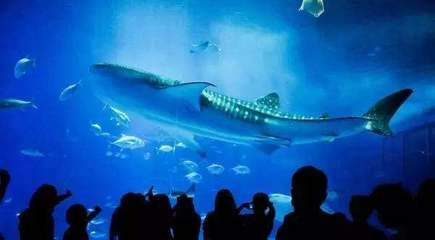 水族館里魚的種類圖片和介紹（水族館中常見的幾種魚類及其特點，水族館魚類及其特點）