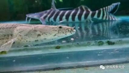 龍魚活化石：龍魚，被譽(yù)為“魚類活化石”