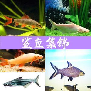 白鯊觀賞魚是熱帶魚嗎（淡水白鯊觀賞魚是熱帶魚嗎）