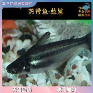 白鯊觀賞魚是熱帶魚嗎（淡水白鯊觀賞魚是熱帶魚嗎）