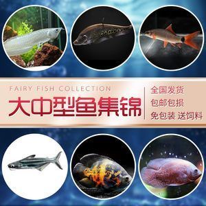 白鯊觀賞魚是熱帶魚嗎（淡水白鯊觀賞魚是熱帶魚嗎）