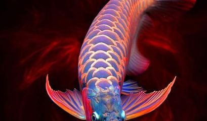 紅龍魚苗性別鑒別方法：紅龍魚苗性別鑒別 紅龍魚苗性別鑒別方法：紅龍魚苗性別鑒別 紅龍魚百科 第4張