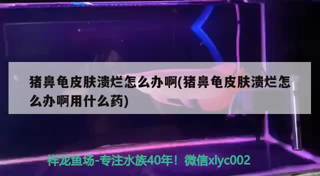 豬鼻龜皮膚潰爛怎么辦啊(豬鼻龜皮膚潰爛怎么辦啊用什么藥)