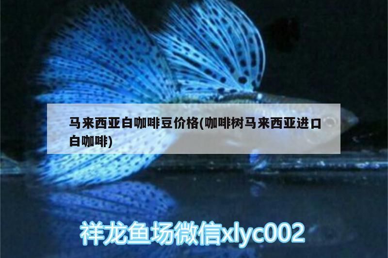 馬來西亞白咖啡豆價格(咖啡樹馬來西亞進口白咖啡)