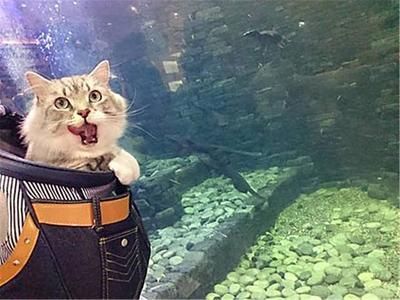 水族館干嘛的（水族館是什么？）