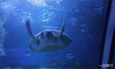 世界十大水族館：世界十大水族館之一，世界上最大的水族館之一，游客超2000萬