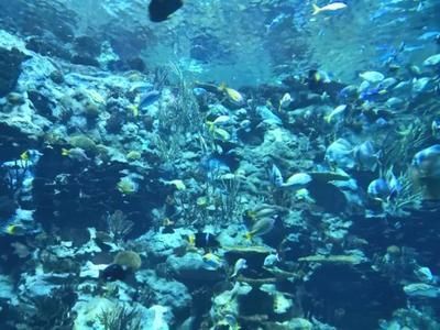 精晶魚缸廠址，精晶魚缸廠址介紹，jebo佳寶晶金魚缸廠址 精晶魚缸廠址，精晶魚缸廠址介紹，jebo佳寶晶金魚缸廠址 觀賞魚百科 第2張
