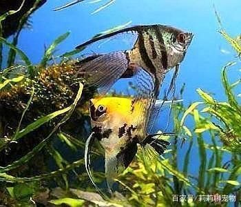觀賞魚喂食時間和喂食量（如何判斷觀賞魚的饑餓程度）