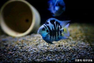 觀賞魚喂食時間和喂食量（如何判斷觀賞魚的饑餓程度）