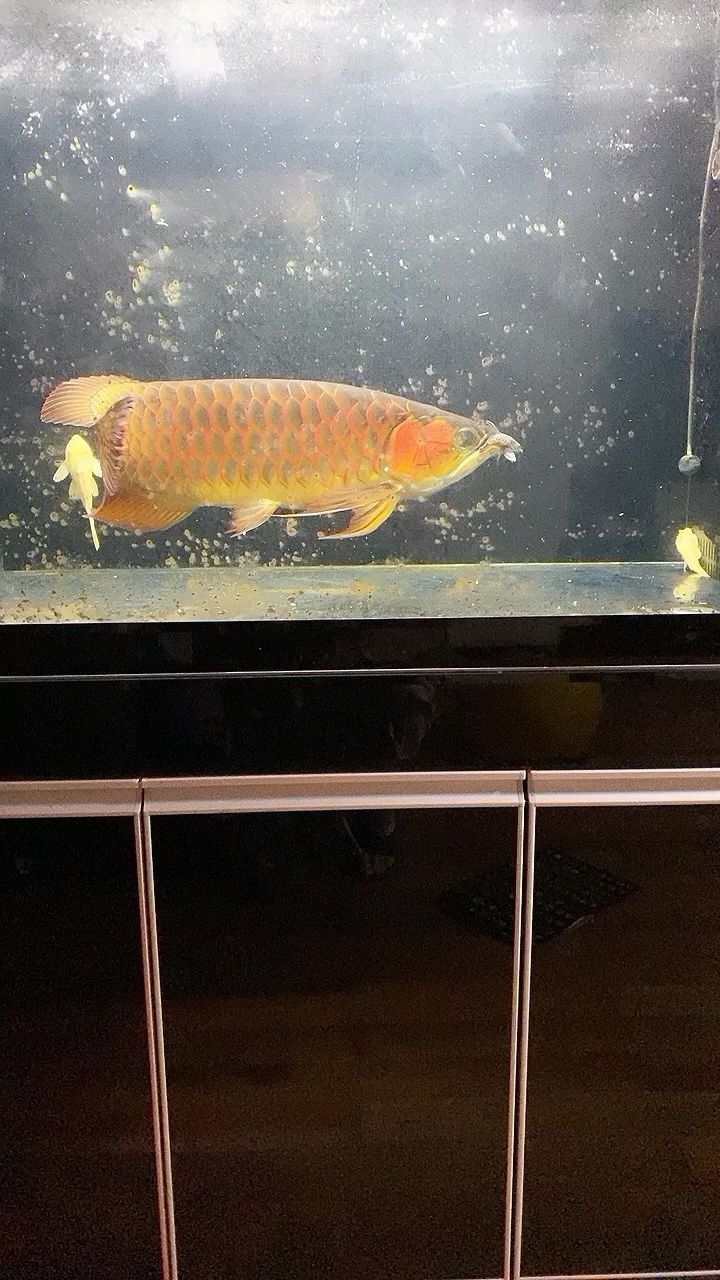 龍魚吃什么魚苗好（龍魚喜歡吃什么魚苗）